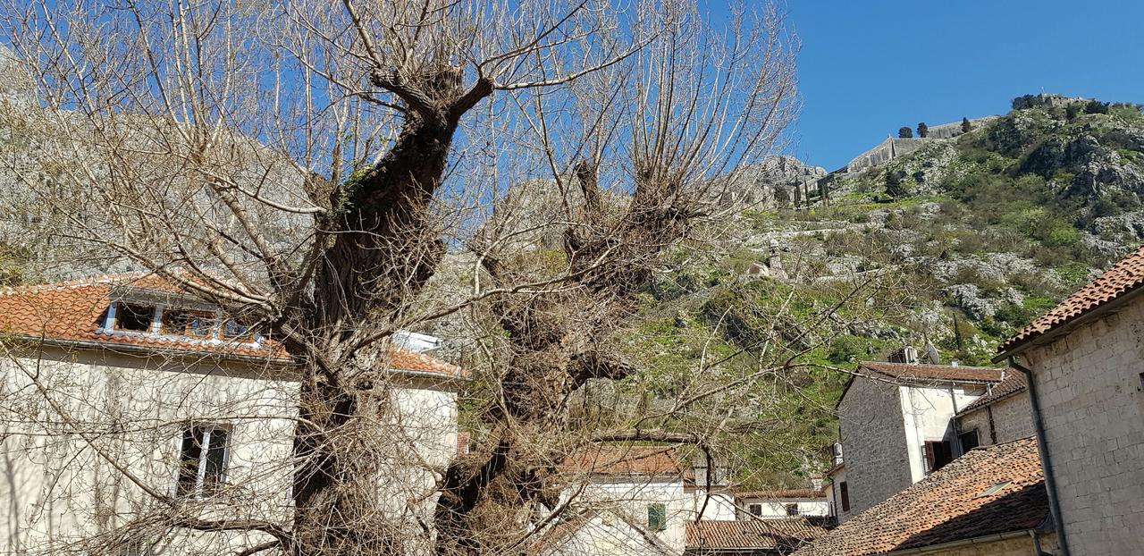 Guesthouse Nikoleta Kotor Exterior photo